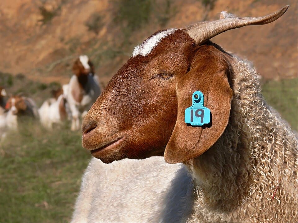 Boer cross goats in a pen