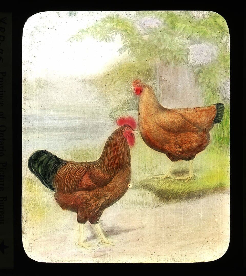 Rhode Island Red laying hens