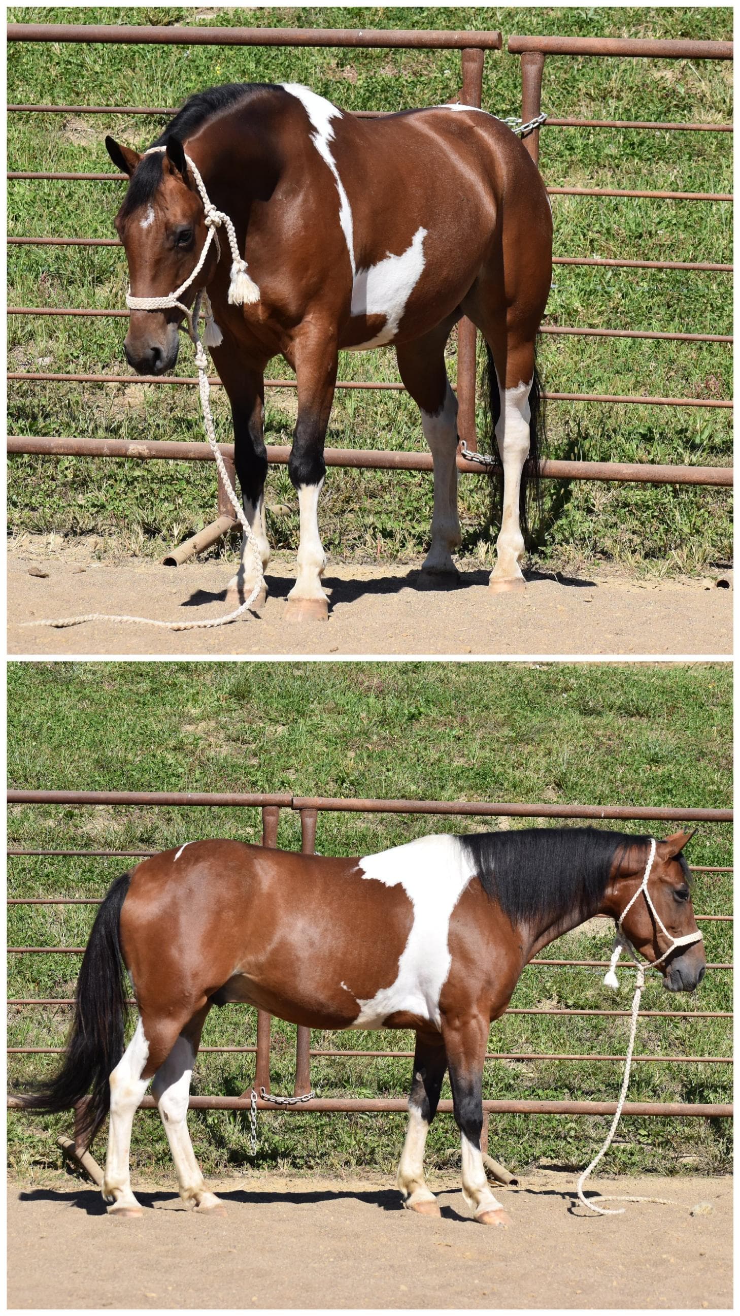 6-year-old crossbred gelding broke to ride and drive $6