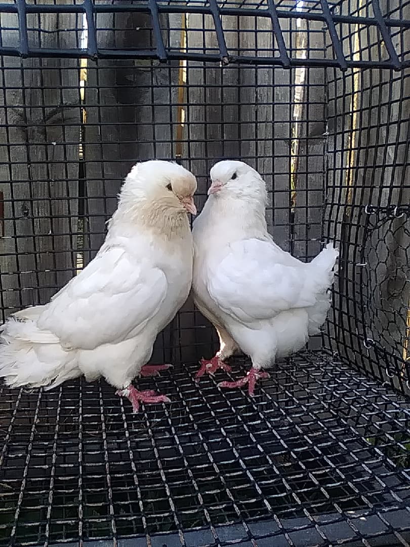 Forsale pair canrea pigeons 330-···-···· Daniel Yoder Hilltop loft