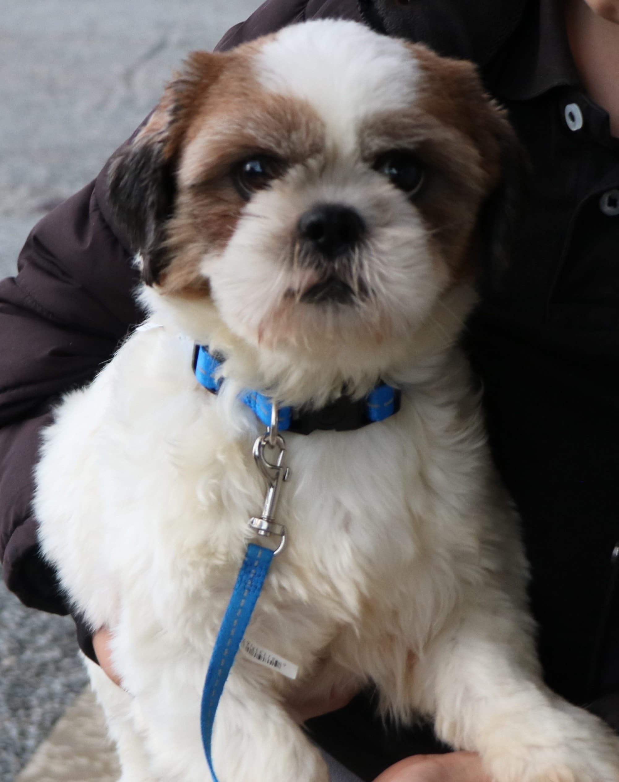 For Sale 1 Shi tzu female 15lbs ACA registered 4 years old ve… — picture 1