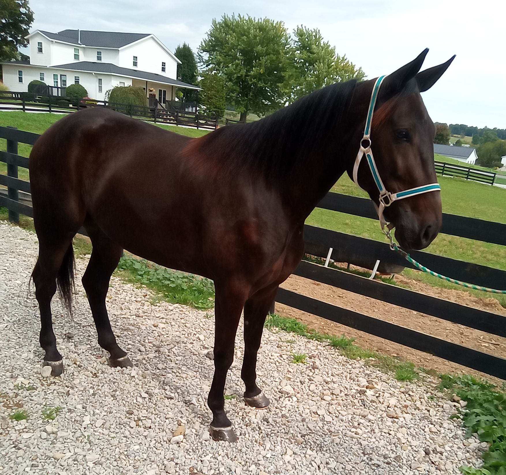 horse 5 year old Mr Cantab Rc Royalty mare HCP well broke TSS 10 — picture 1