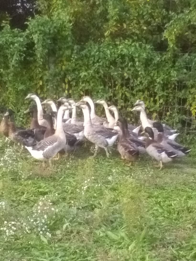 For sale Rouen drakes African geese the more you buy the bett… — picture 1