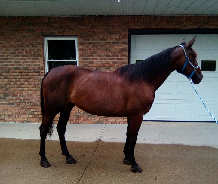 5 yr old mare sire- Guida Muscle — picture 1