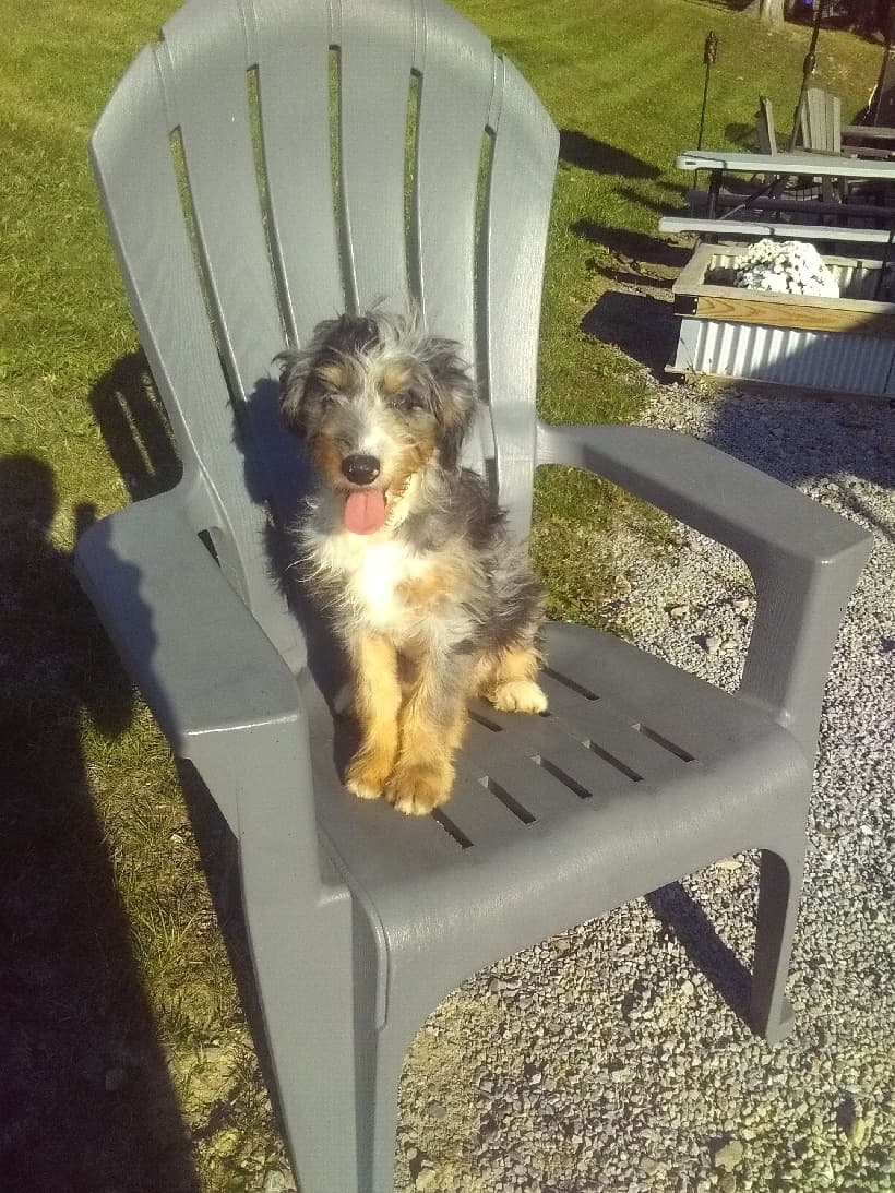 2 15wk old mini Aussiedoodle males — picture 1