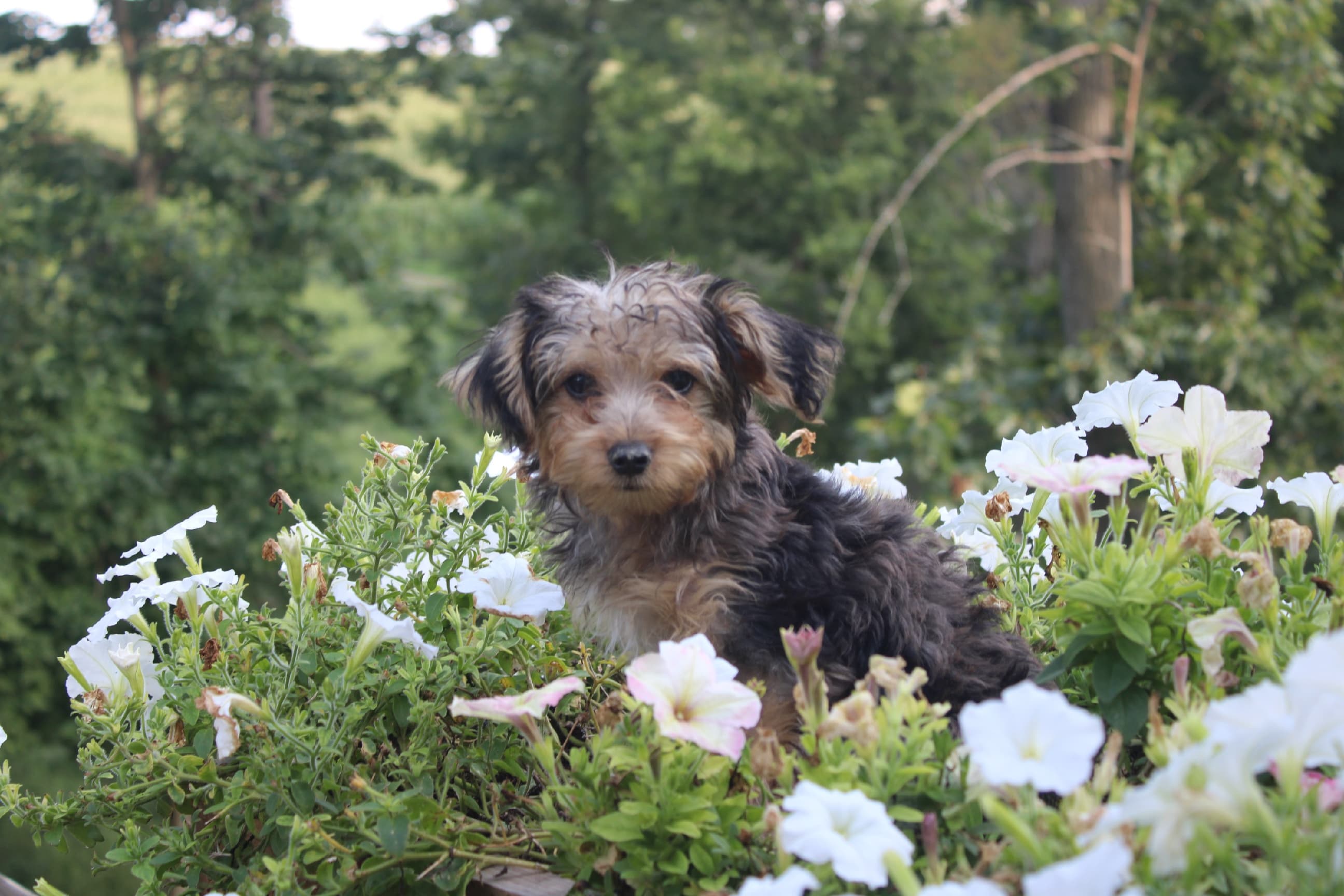 18 week old yorkiepoo puppy male — picture 1
