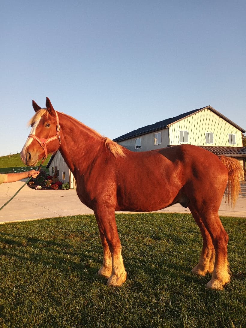 12 yr old gelding kid broke — picture 1
