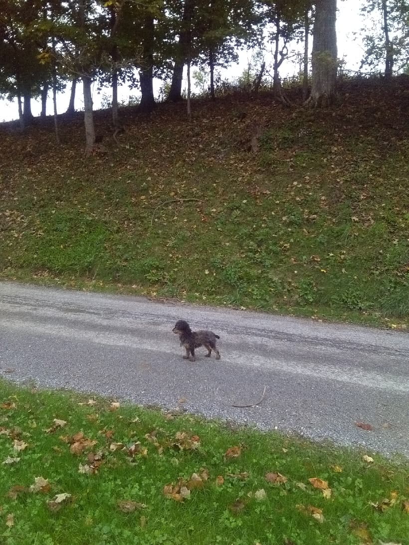 6yr old toy poodle female — picture 1